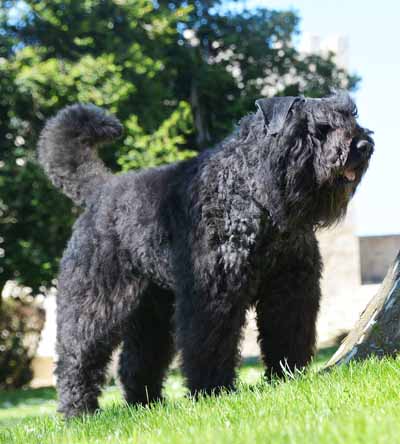 GUMM © Elevage de bouviers des flandres du Clos de la Luette specialisé pour le bouvier des flandres Copyrigth depose